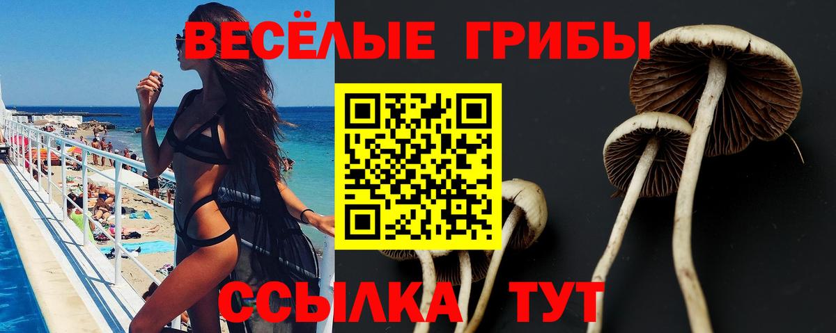 Качканар  Галлюциногенные грибы Cubensis  Вход с VPN 